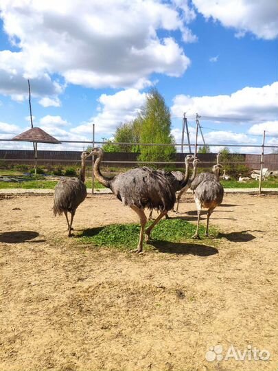 Страус южно американский