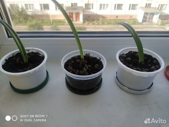 Гиппегаструм