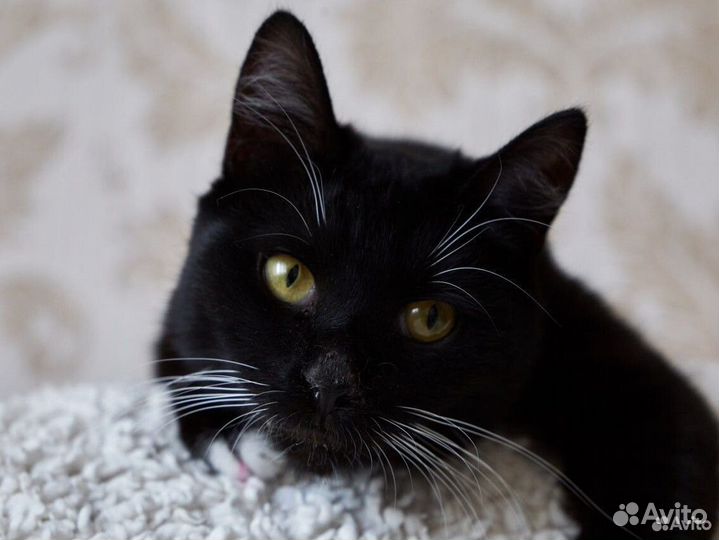 Крошка Джесс ищет дом