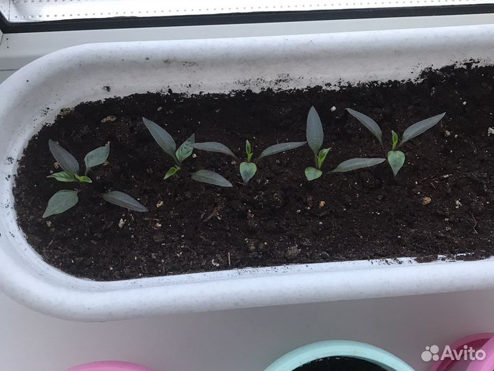 Перец острый без горшка