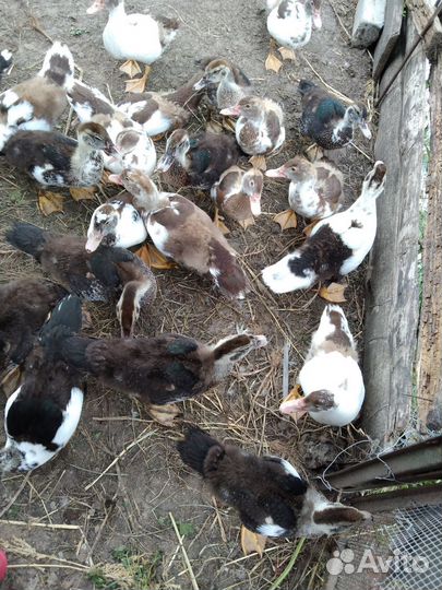 Утята мускусные подрощенные