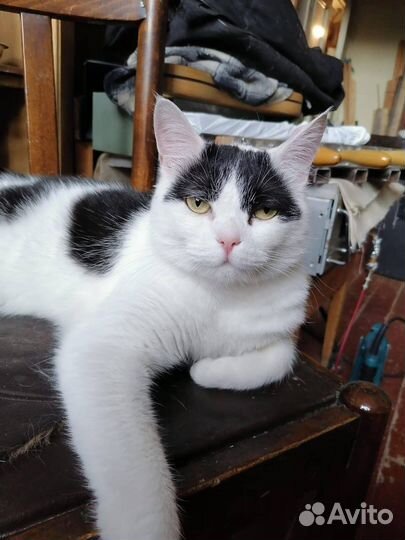 Воспитанный кот в добрые руки