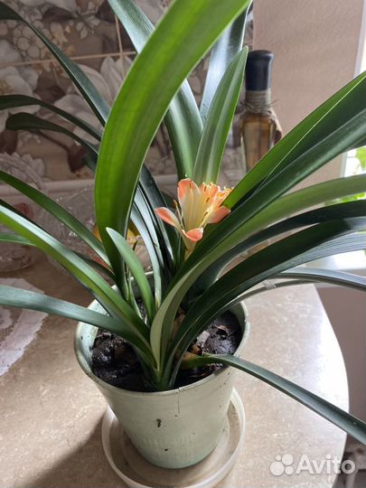 Комнатный цветок Кливия