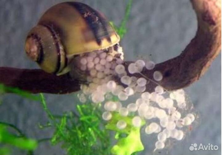 Улитка спикси