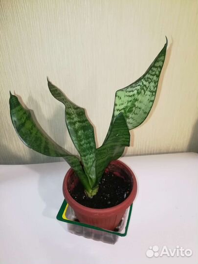 Комнатное растение сансевиерия отростки