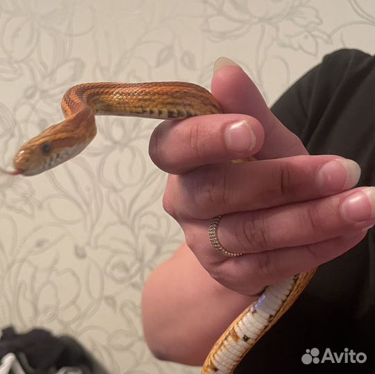 Маисовый полоз с террариумом