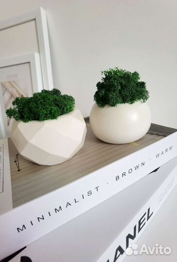 Кашпо со стабилизированным мхом