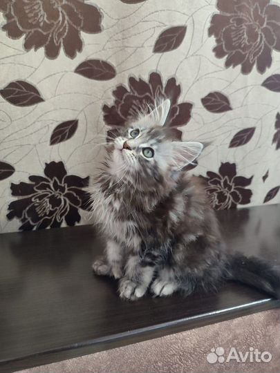 Котята мейн-кун