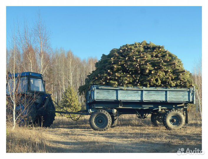 Сосна Оптом