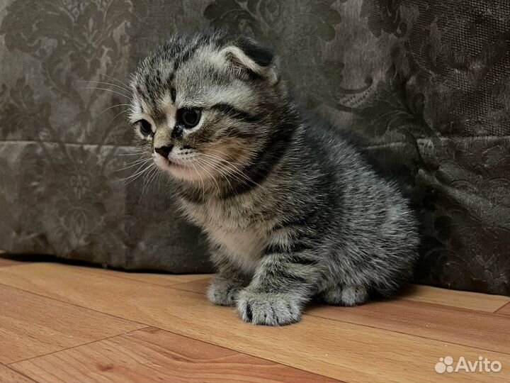 Шотландская вислоухая