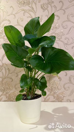 Комнатные цветы шефлера