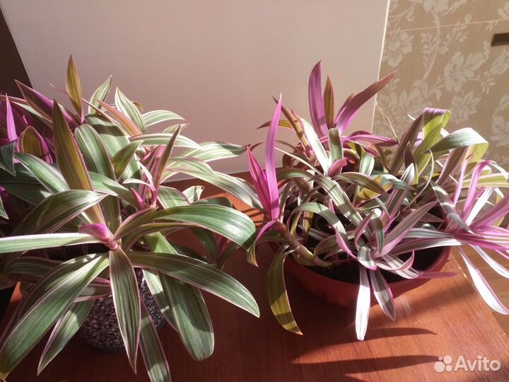 Рэо красивый Оберег