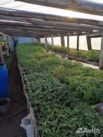 Рассада помидор