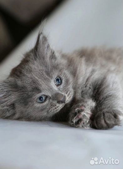 Котенок в добрые руки