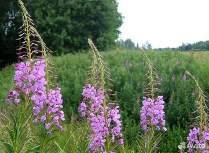 Иван чай количество ограниченно