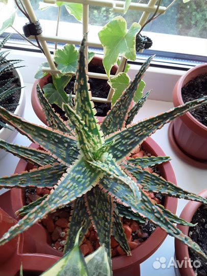 Алоэ витро (aloe vitro) /суккулент