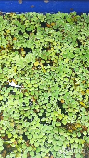 Сом таракатум