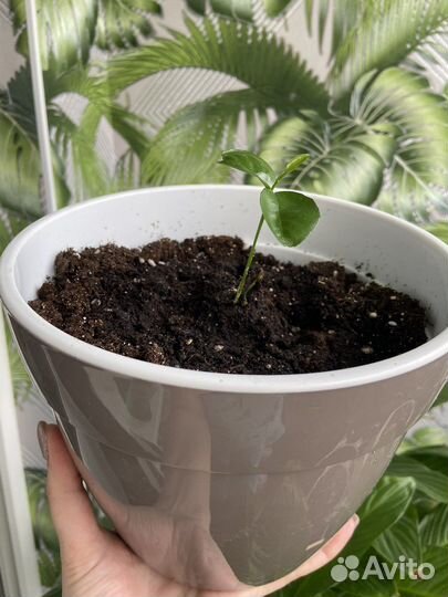 Мандариновое дерево