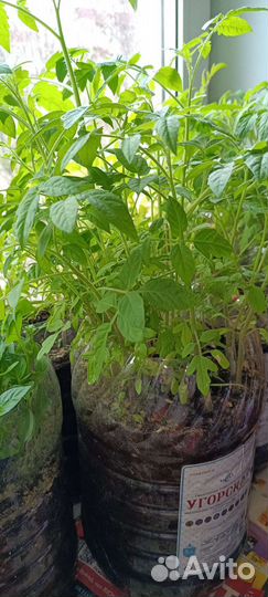 Помидоры,физалис