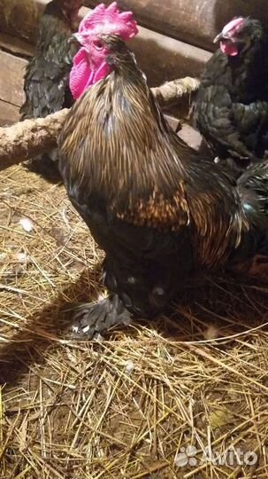 Петух брама