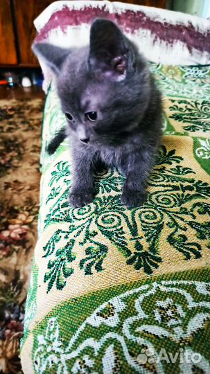 Отдам кота в добрые руки