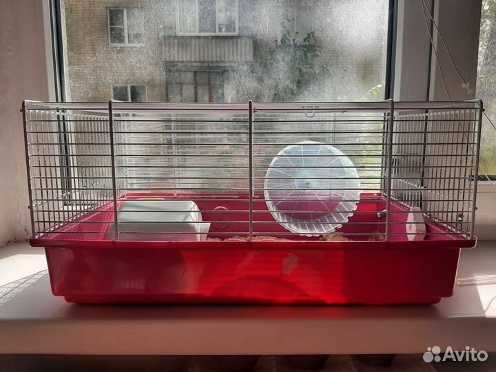 Сирийский хомяк с клеткой