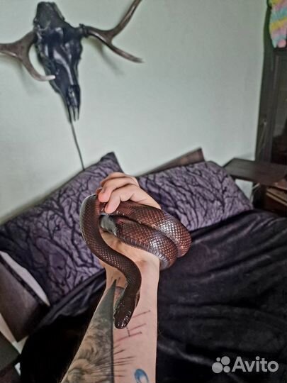 Змея черная королевская нигрита