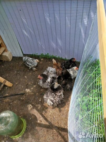 Карликовые цыплята