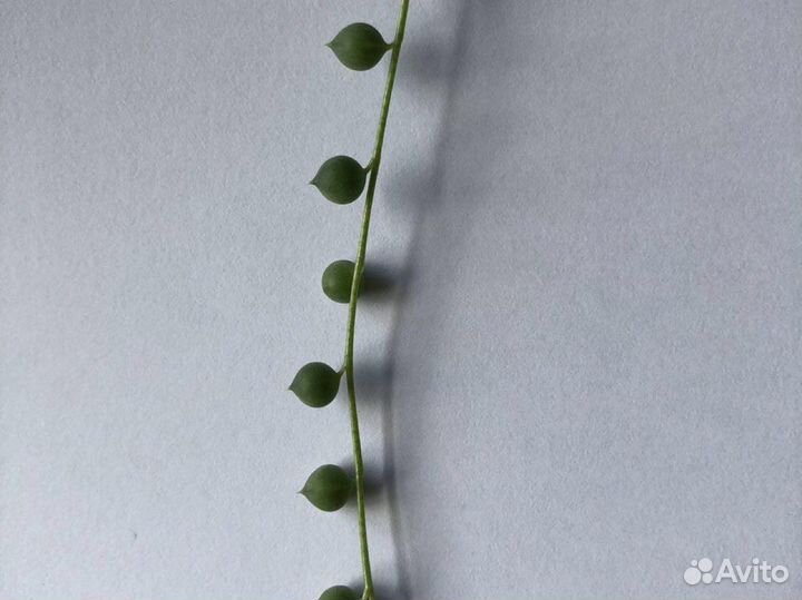 Сенецио перегринус крестовник церопегия