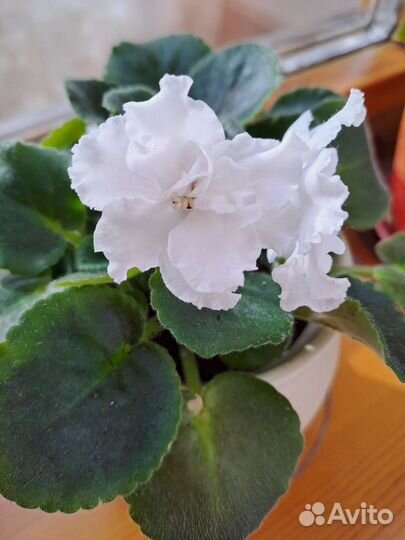 Фиалка в пластиковом горшке пока без цветов