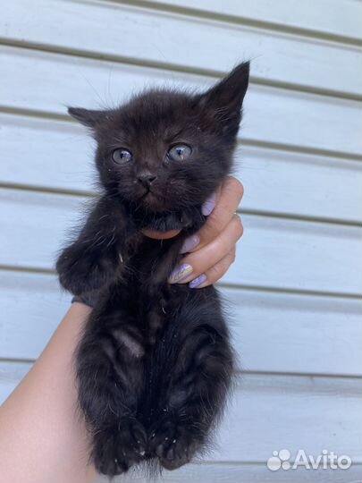 Котята в добрые руки даром бесплатно