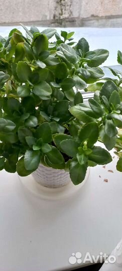 Каланхоэ цветущая, алоэ