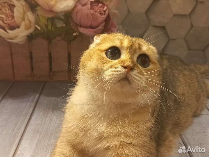 Шотландский вислоухий кот