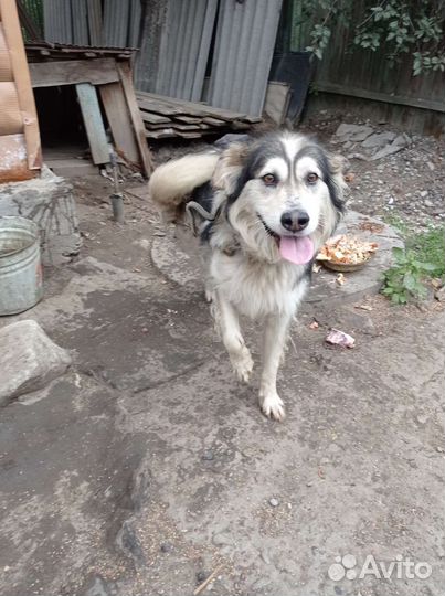 Собака в добрые руки