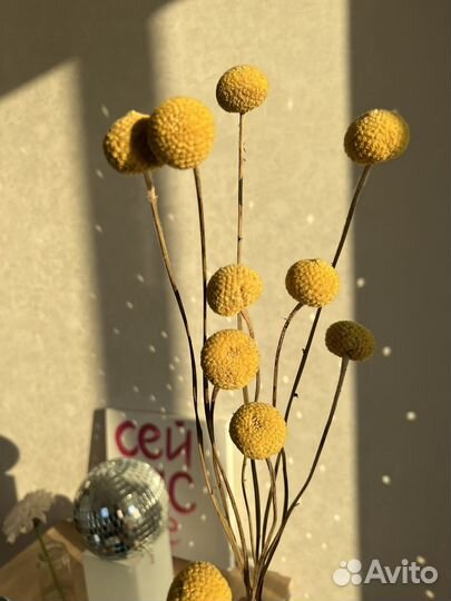 Протея, краспедия, стифа, эрингиум