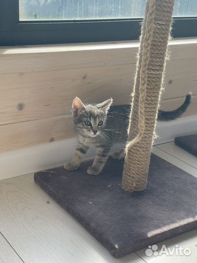 Котята в добрые руки бесплатно