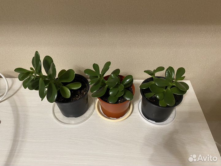 Комнатные цветы