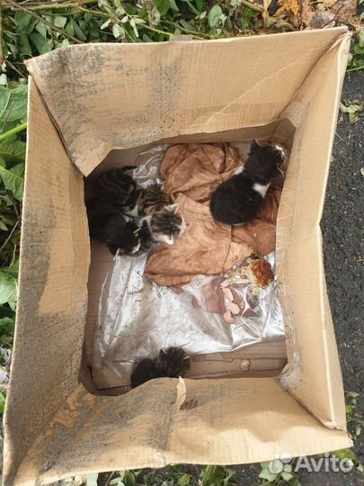 Маленькие котята с мусорки