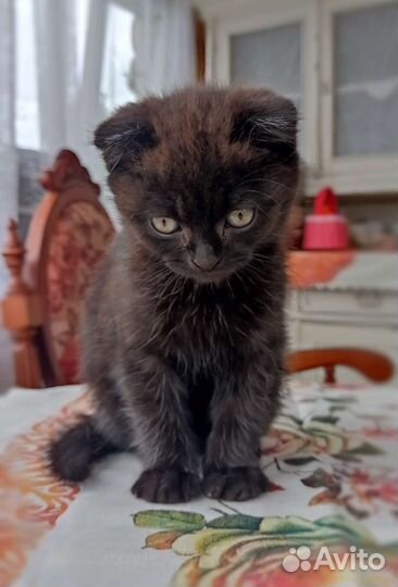 Шотландская вислоухая кошка черная