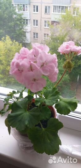 Пеларгония герань