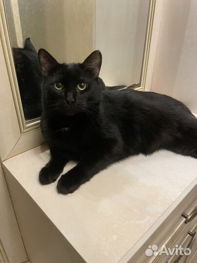 Кот кастрированный в добрые руки