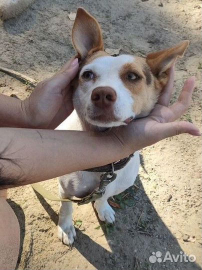 Собака в добрые руки отдам бесплатно