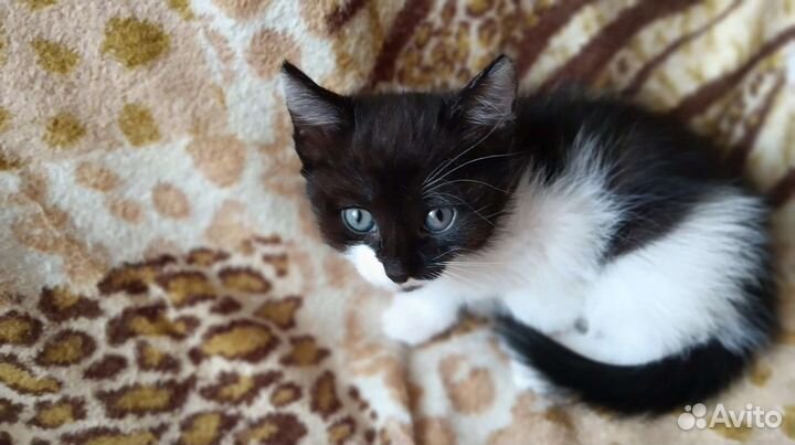 Кошка в дар