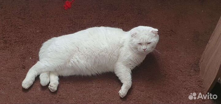 Шотландская вислоухая кошка бесплатно