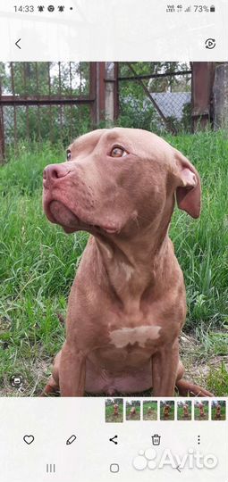 Щенки питбультерьера