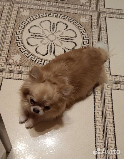 Пять кобелей мини и стандарт для вязок