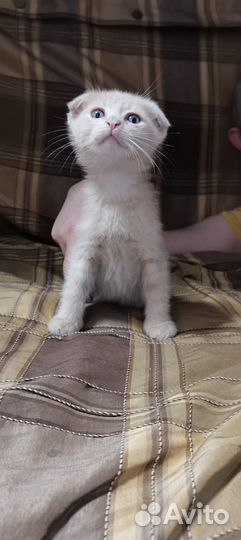 Метис Мейн-кун