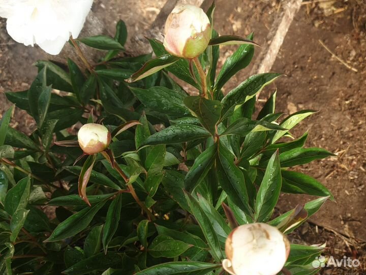 Пионы на срез