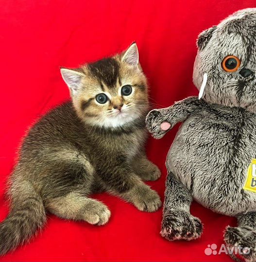 Шотландские котята