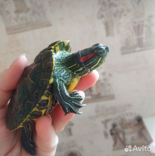 Красноухая черепаха бесплатно